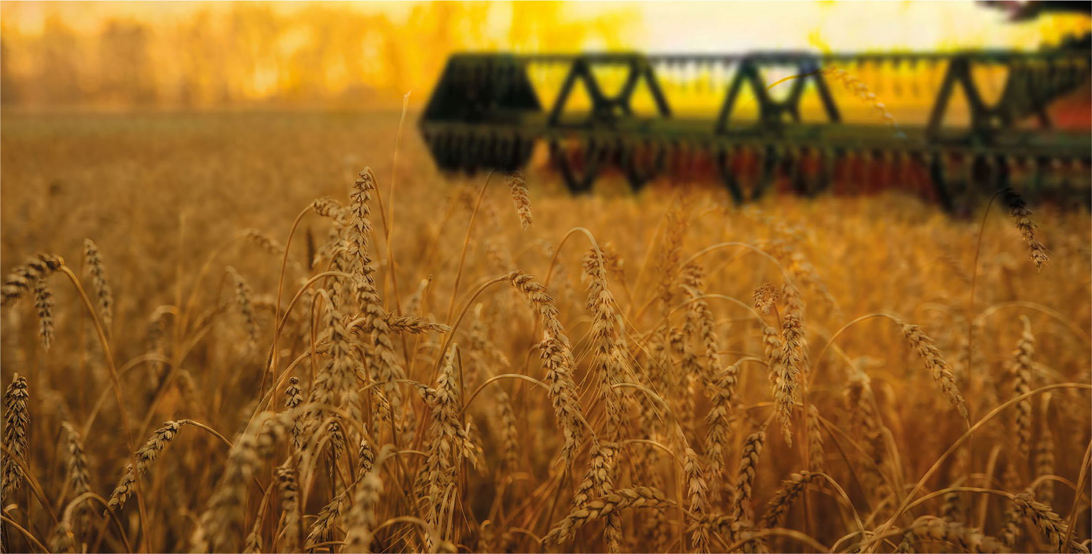 Campo de trigo con maquinaria agrícola como representación de granos garantizables