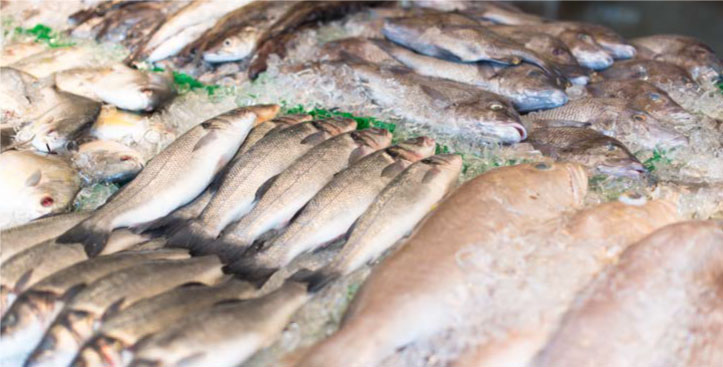 Pescados frescos en superficie metálica como ejemplo de productos acuícolas en garantía