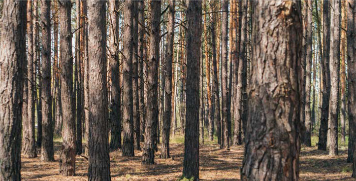 Bosque de pinos como recurso forestal garantizable bajo sistema de warrant