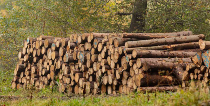 Troncos cortados apilados representando productos forestales para garantía