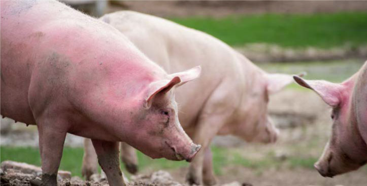 Cerdos en corral como ejemplo de animales vivos usados como garantía financiera