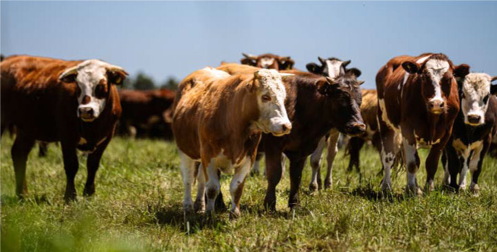 Manada de vacas en campo abierto representando activos garantizables en forma de ganado