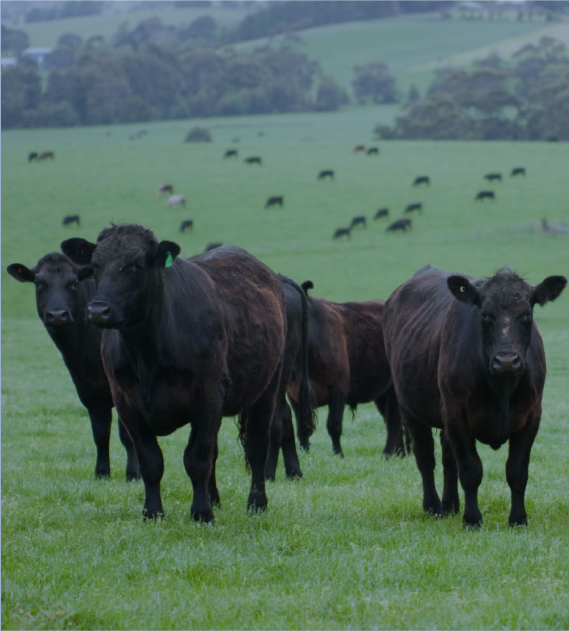 Ganado vacuno en pradera simbolizando animales vivos como productos warrant